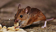24 Hour & Emergency Exterminators in Woodcliff Lake, NJ
